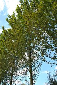 Attēlu rezultāti vaicājumam “Populus laurifolia”