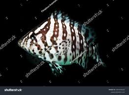 Image result for Dermatolepis inermis