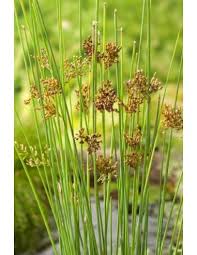 Attēlu rezultāti vaicājumam “Juncus inflexus bud”