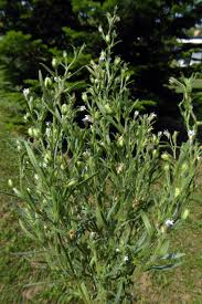 Attēlu rezultāti vaicājumam “Microrrhinum minus”