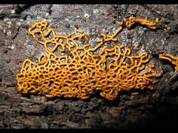 Attēlu rezultāti vaicājumam “Willkommlangea reticulata macro”