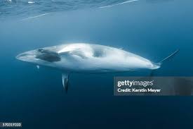 Image result for Balaenoptera acutorostrata
