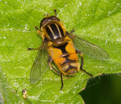 Attēlu rezultāti vaicājumam “Helophilus hybridus male”
