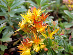 Attēlu rezultāti vaicājumam “Sedum aizoon”