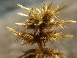 Attēlu rezultāti vaicājumam “Calliergon giganteum”