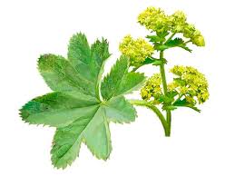Attēlu rezultāti vaicājumam “Alchemilla vulgaris aggr. bud”