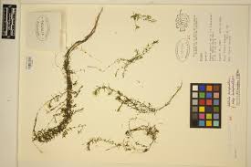 Attēlu rezultāti vaicājumam “Callitriche hermaphroditica leaf”