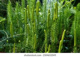 Attēlu rezultāti vaicājumam “Lycopodium annotinum”