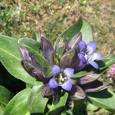 Attēlu rezultāti vaicājumam “Gentiana cruciata bud”