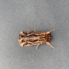 Attēlu rezultāti vaicājumam “Comatricha pulchella stalked”