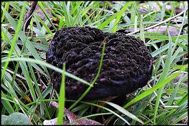 Attēlu rezultāti vaicājumam “Paradiacheopsis rigida”