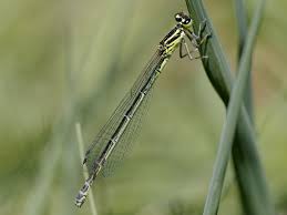 Attēlu rezultāti vaicājumam “Coenagrion puella”