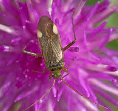 Attēlu rezultāti vaicājumam “Adelphocoris lineolatus imago”