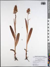 Attēlu rezultāti vaicājumam “Dactylorhiza majalis subsp. baltica”