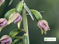 Attēlu rezultāti vaicājumam “Epipactis helleborine fruit”