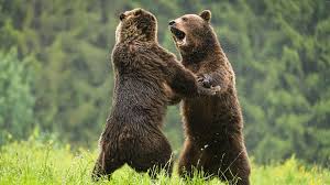 Image result for brown bear