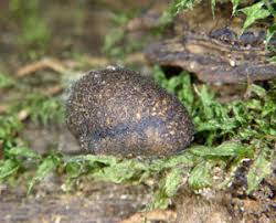 Attēlu rezultāti vaicājumam “Diderma subincarnatum”