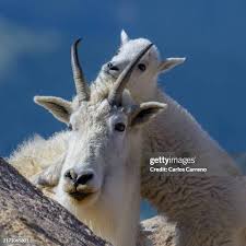 Attēlu rezultāti vaicājumam “Capra”