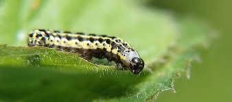 Attēlu rezultāti vaicājumam “Orthosia miniosa larva”