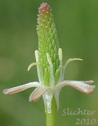 Attēlu rezultāti vaicājumam “Myosurus minimus flower”