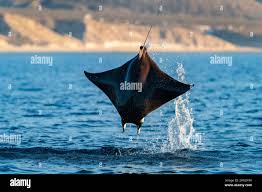 Image result for Mobula munkiana