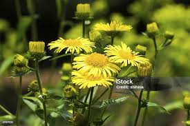 Attēlu rezultāti vaicājumam “Inula britannica flower”