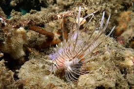 Image result for Pterois volitans