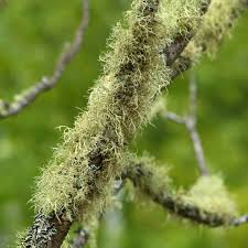 Attēlu rezultāti vaicājumam “Evernia mesomorpha”