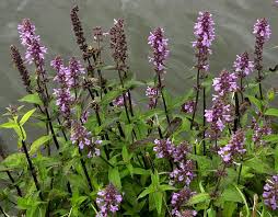 Attēlu rezultāti vaicājumam “Stachys palustris fruit”