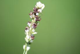 Attēlu rezultāti vaicājumam “Sphacelotheca hydropiperis”