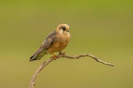 Image result for Falco vespertinus