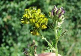 Attēlu rezultāti vaicājumam “Medicago x varia”