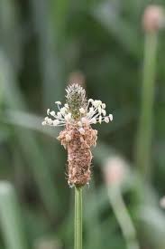 Attēlu rezultāti vaicājumam “Plantago lanceolata bud”