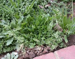 Attēlu rezultāti vaicājumam “Poa remota leaf”