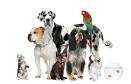 COMPANION ANIMALS | LBZ H E R B A L A N D