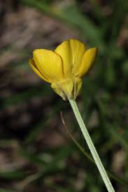 Attēlu rezultāti vaicājumam “Ranunculus bulbosus flower”