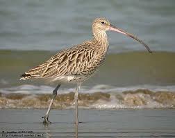 Attēlu rezultāti vaicājumam “Numenius arquata adult”