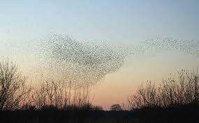 Image result for Bristol Swifts