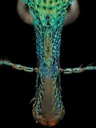 Attēlu rezultāti vaicājumam “Thecabius affinis imago”