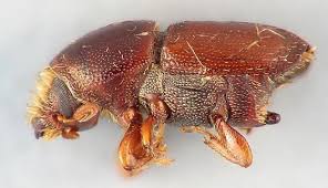 Attēlu rezultāti vaicājumam “Scolytus scolytus, Scolytus multistriatus”