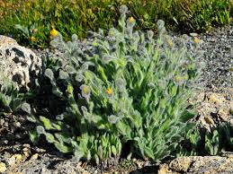 Attēlu rezultāti vaicājumam “Hieracium”