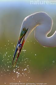 Attēlu rezultāti vaicājumam “Egretta alba”