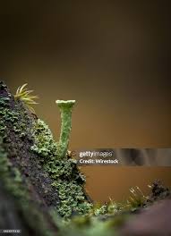 Attēlu rezultāti vaicājumam “Cladonia pyxidata”