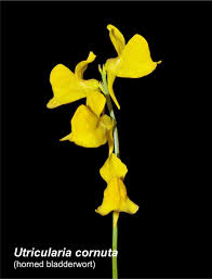 Attēlu rezultāti vaicājumam “Utricularia intermedia flower”