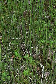 Attēlu rezultāti vaicājumam “Equisetum variegatum”