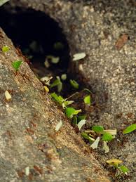 Attēlu rezultāti vaicājumam “Enteridium corticatum”