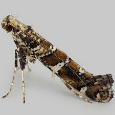 Attēlu rezultāti vaicājumam “Gracillaria syringella”