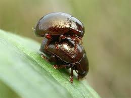 Attēlu rezultāti vaicājumam “Chrysolina staphylaea”