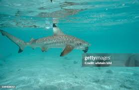 Image result for Carcharhinus melanopterus