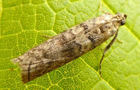 Attēlu rezultāti vaicājumam “Dioryctria abietella”